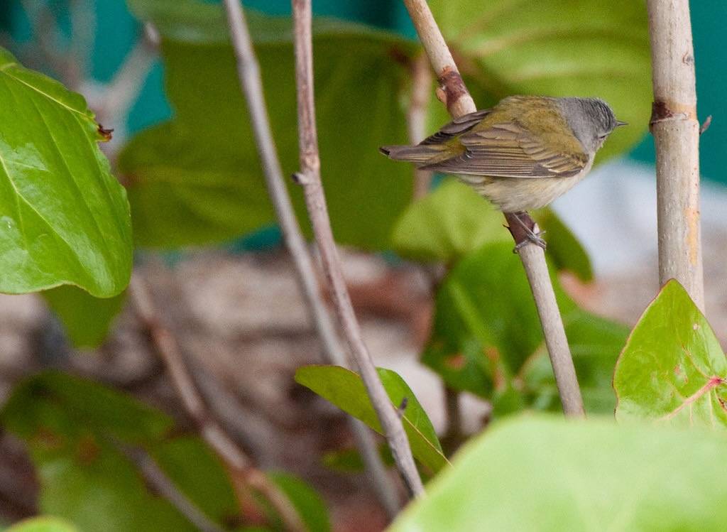 Nashville Warbler female by samiamx is licensed under CC BY 2.0.